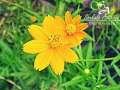 A flower cannot blossom without sunshine, and man cannot live without love.
