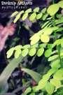 Nature - Natural And Typical Though \m/
